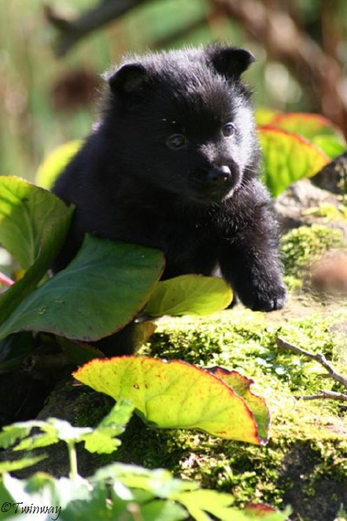schipperke-elevage-canin-familial-des-schipperkes-du-roz-de-kerhas